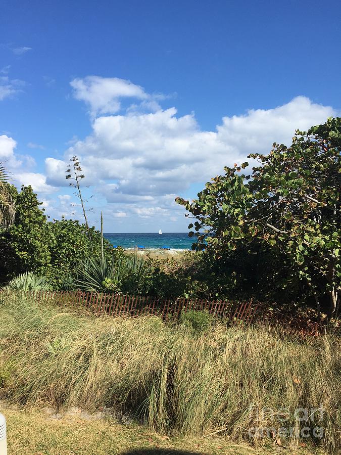 Delray Beach View with Clouds, Grasses, and Plants Photograph by Catherine Ludwig Donleycott