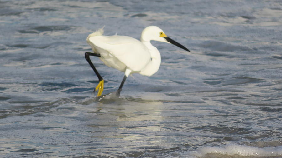 Beach Wader Photograph by Della Boynton - Fine Art America