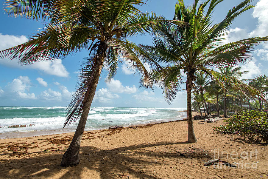 Beach Waves and Palm Trees, Pinones, Puerto Rico Photograph by Beachtown Views