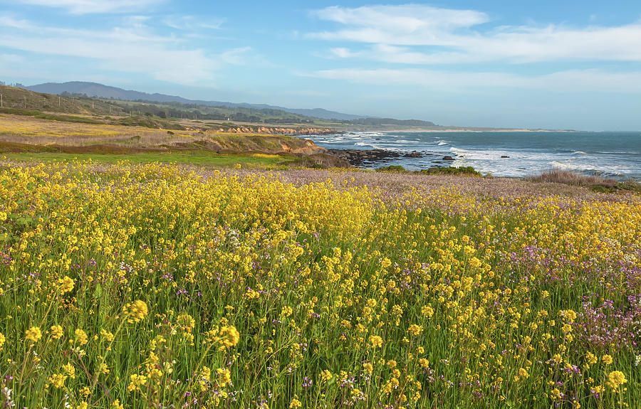 Beach Wildflowers  Photograph by Jonathan Nguyen