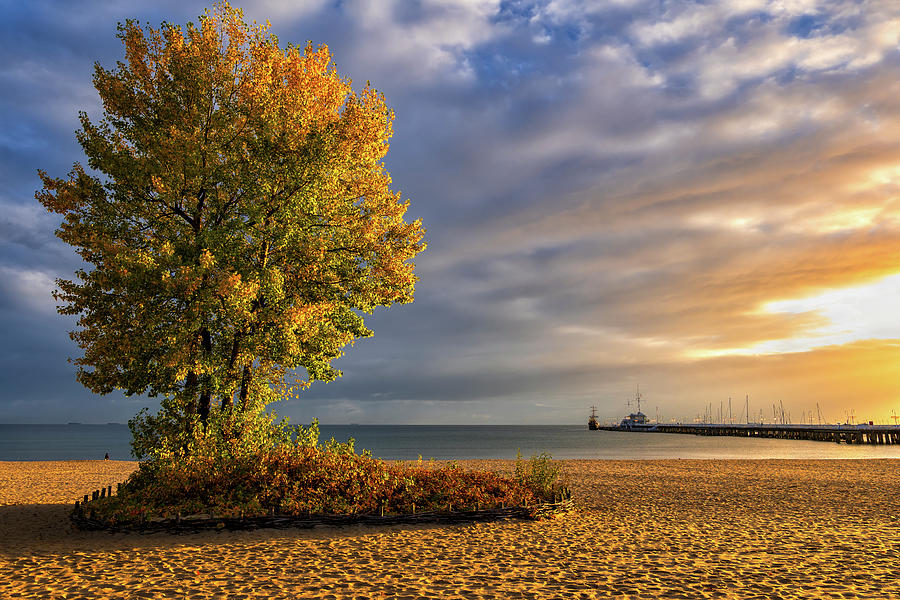 Fall Photograph - Beach With Autumn Tree At Sunrise by Artur Bogacki