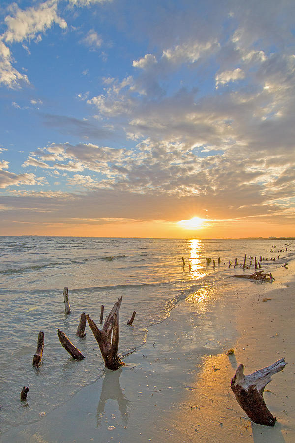 Beach with Mangrove roots Photograph by Nautical Chartworks