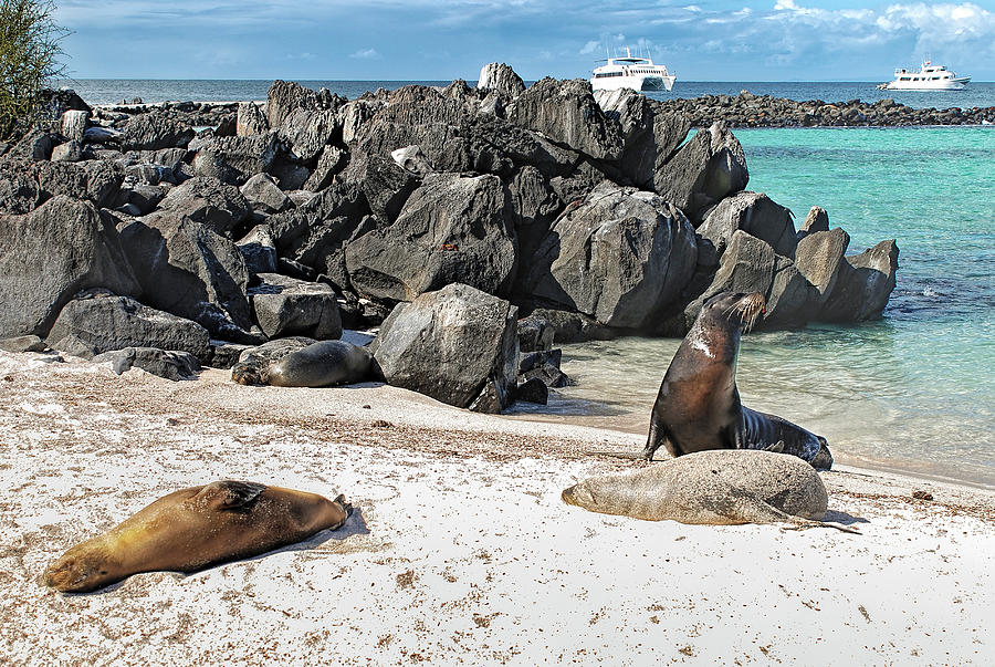 Beach with sea lions - Espanola island - Galapagos Photograph by Henri Leduc