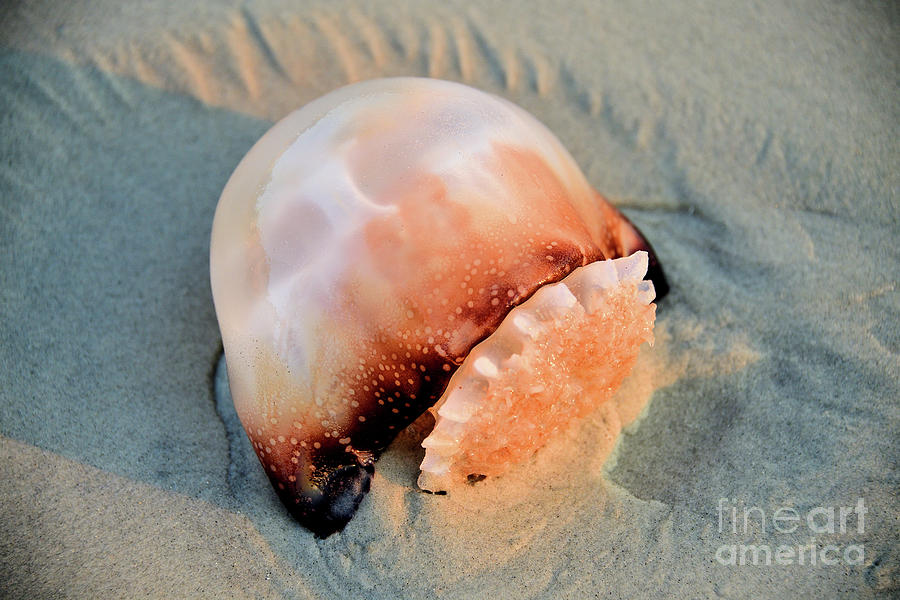 Beached Jellyfish Photograph