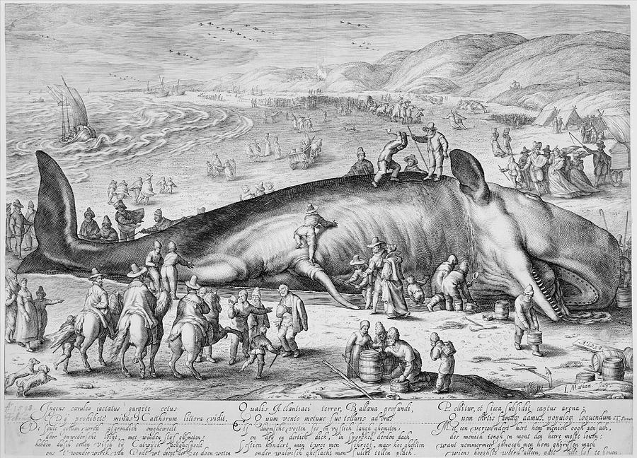 Beached Whale Drawing by Jacob Matham