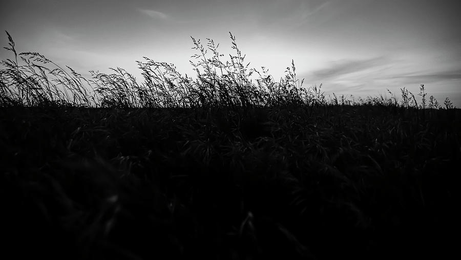 Beachgrass Sunset Black and White Photograph by Pelo Blanco Photo