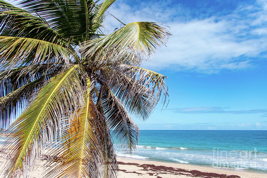 Beachy Palm Branches, Condado Beach, San Juan, Puerto Rico Photograph by Beachtown Views