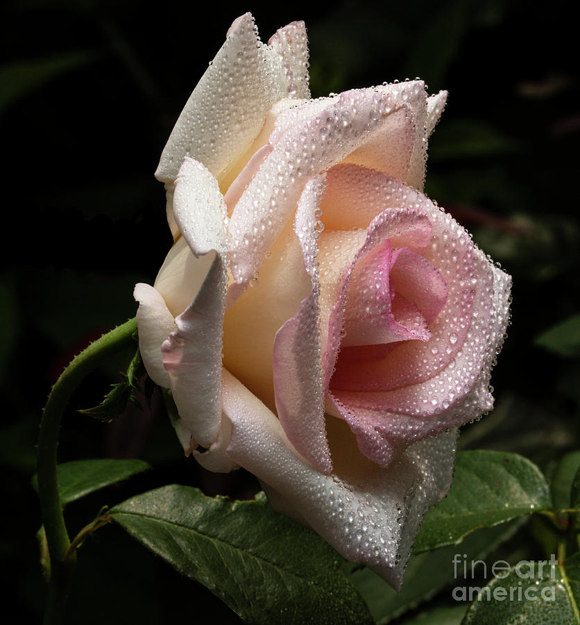 Rose Photograph - Beacon by Doug Norkum