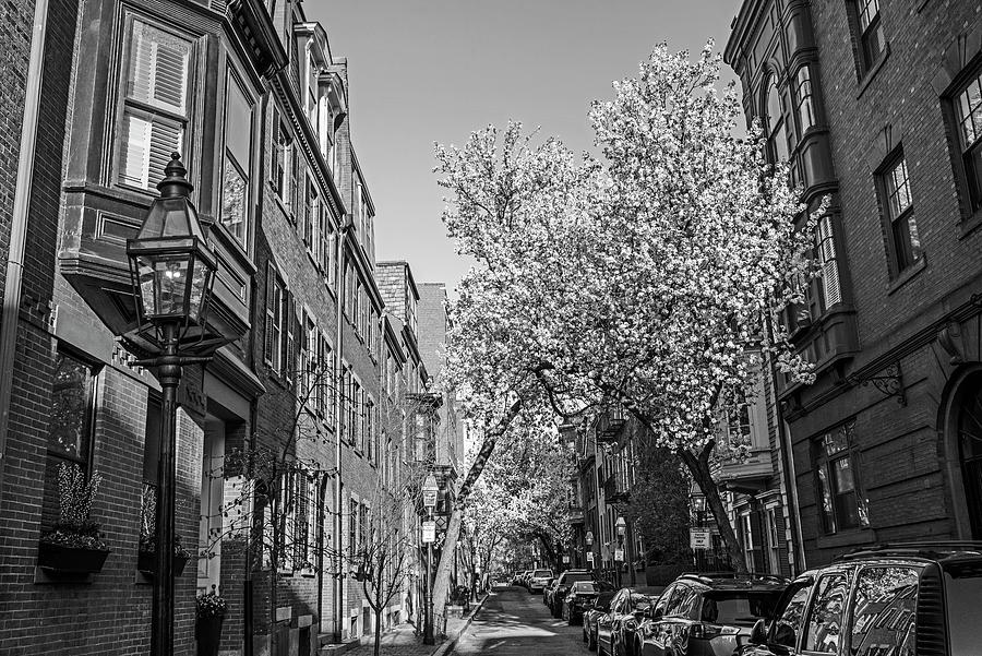 Beacon Hill Beautiful Spring Trees on Pinckney Street in Boston Massachusetts Black and White Photograph by Toby McGuire