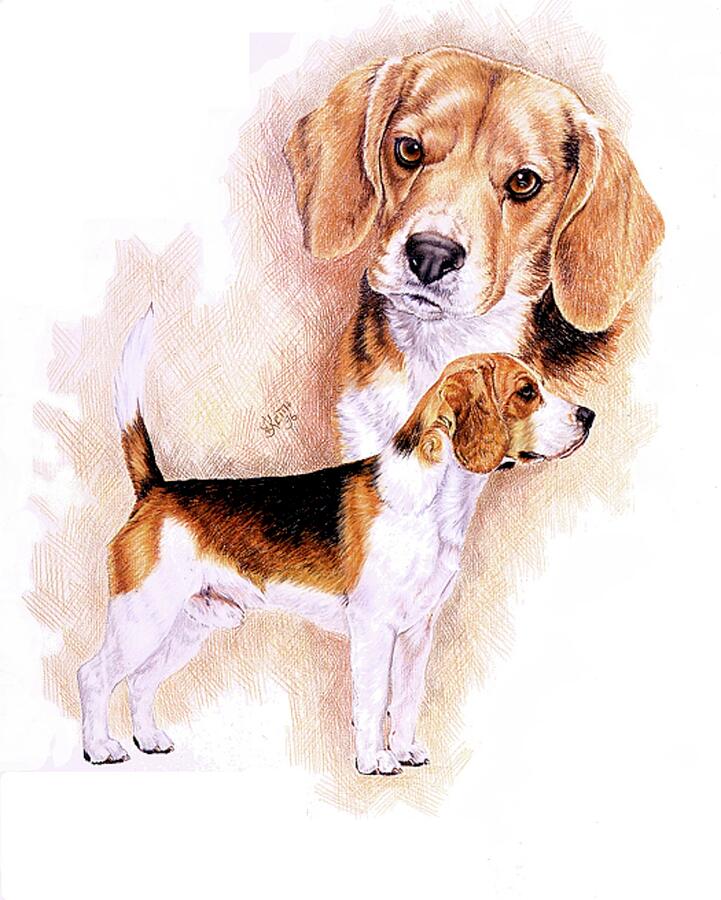 Beagle Alteration Drawing by Barbara Keith