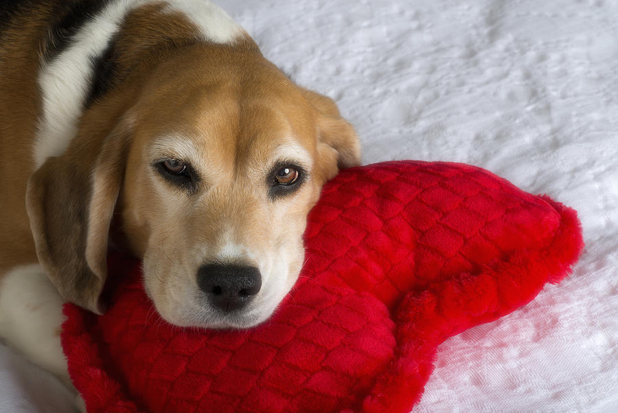Beagle and Heart-Shaped Pillow Photograph by Ian Gwinn