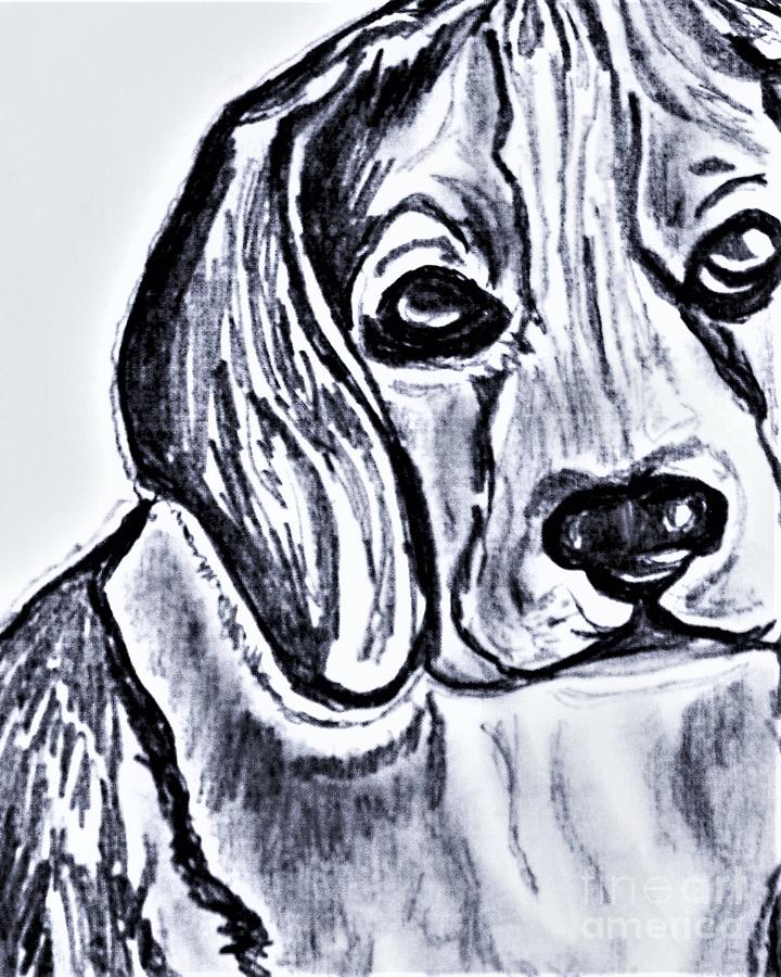  Beagle Drawing by Barbara Donovan
