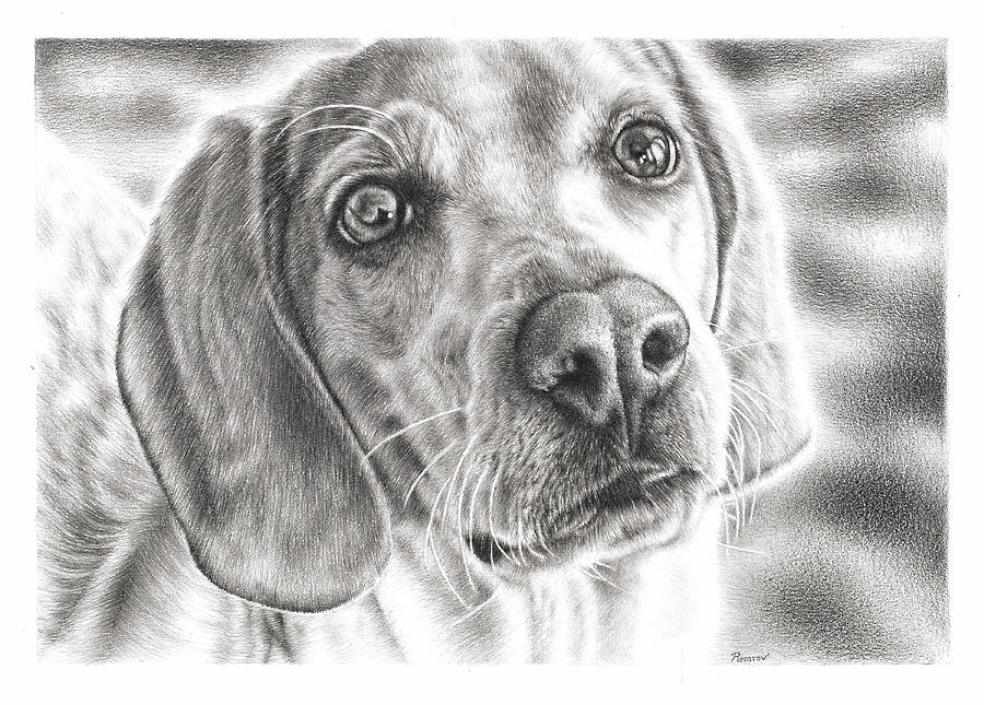 Beagle Drawing by Casey Remrov Vormer
