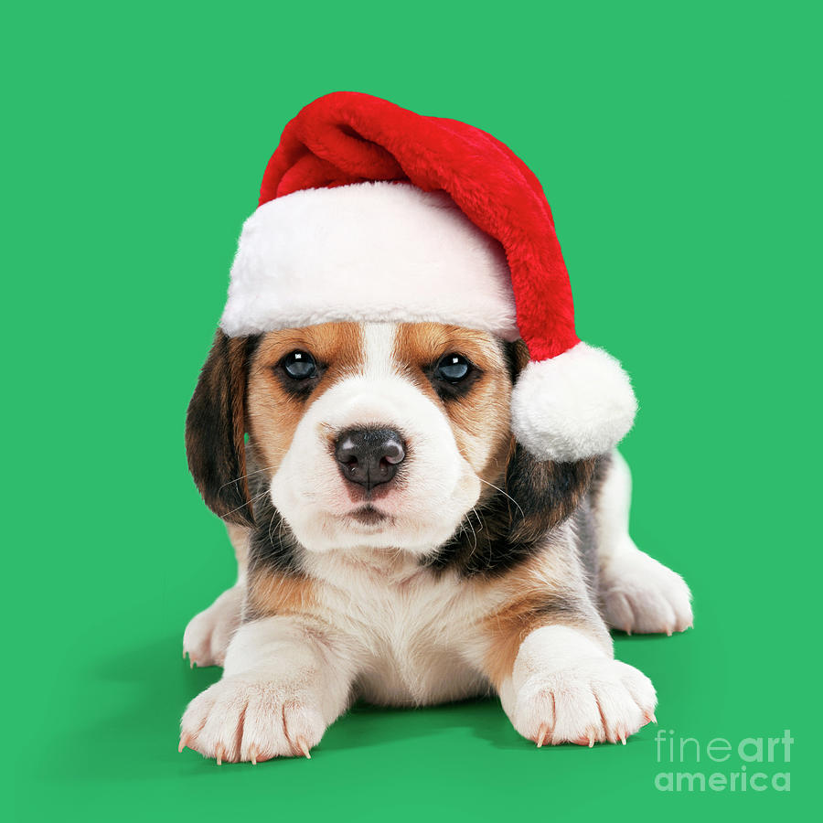 Let it Snow Beagles Dog Wearing Santa Hat Throw Pillow 14x14 