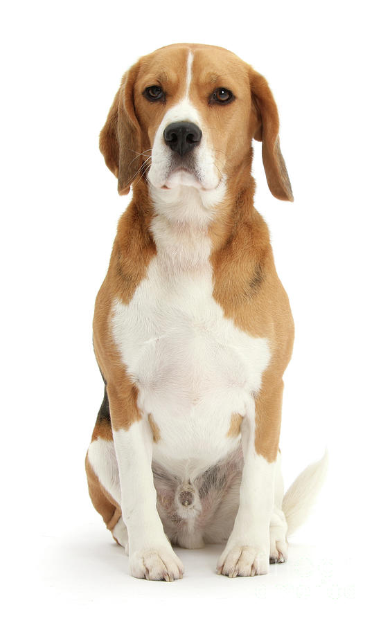 Beagle dog sitting Photograph by Warren Photographic
