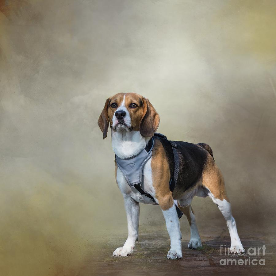 Beagle Photograph - Beagle by Eva Lechner