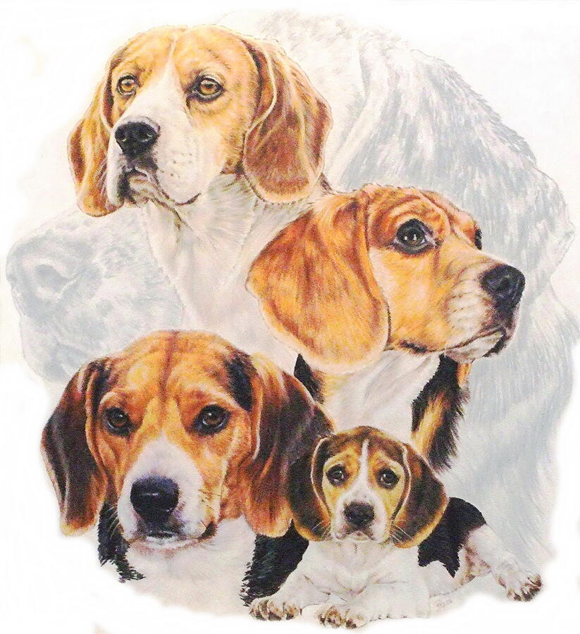 Beagle Grouping Drawing by Barbara Keith