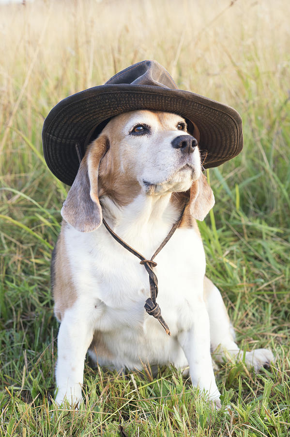 Beagle in Indiana Jones Hat Photograph by Ian Gwinn