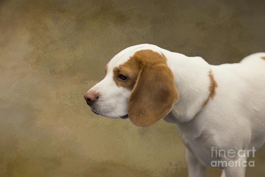 Beagle in Profile Photograph by Eva Lechner