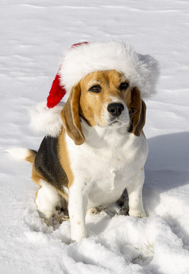 Beagle in Santa Claus Hat Photograph by Ian Gwinn
