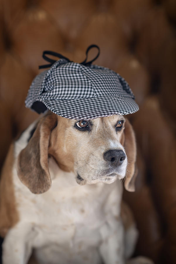 Beagle in Sherlock Holmes Hat Photograph by Ian Gwinn