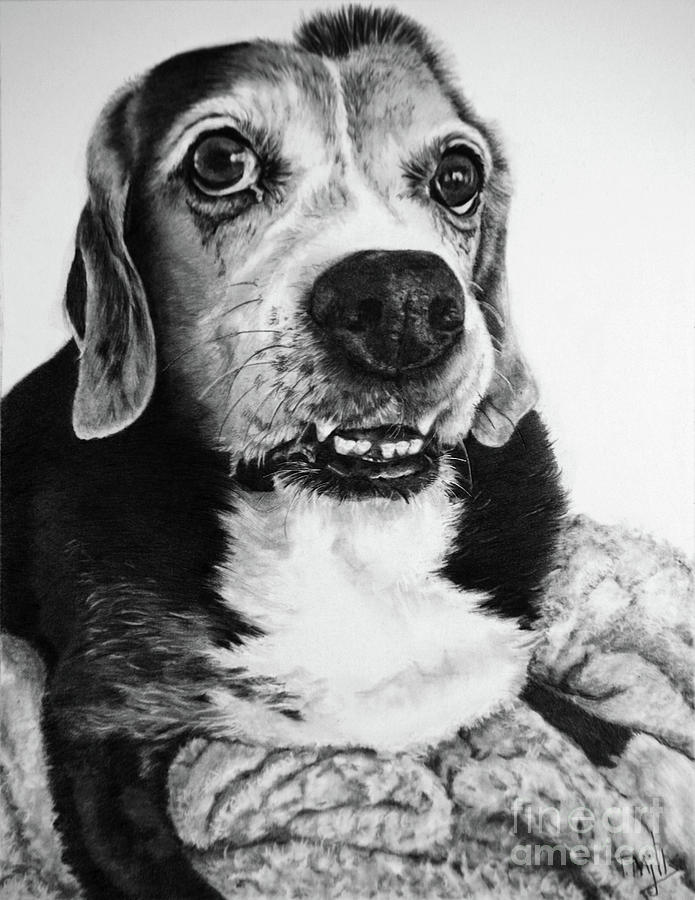 Beagle Mix Drawing by Terri Mills