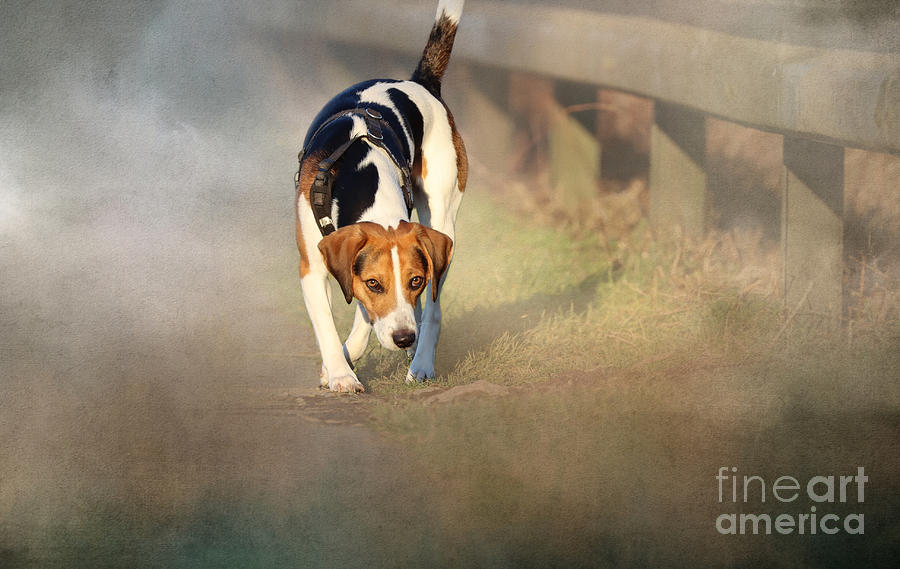 Beagle Photograph - Beagle On The Road by Eva Lechner