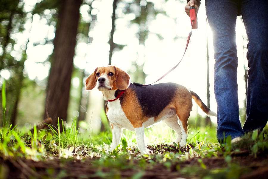Beagle On Walk in Forest Park Photograph by RyanJLane