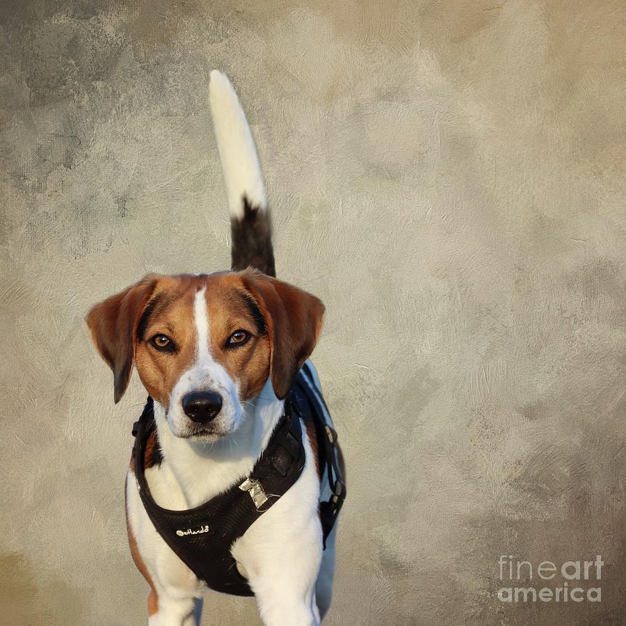 Beagle Photograph - Beagle Portrait by Eva Lechner