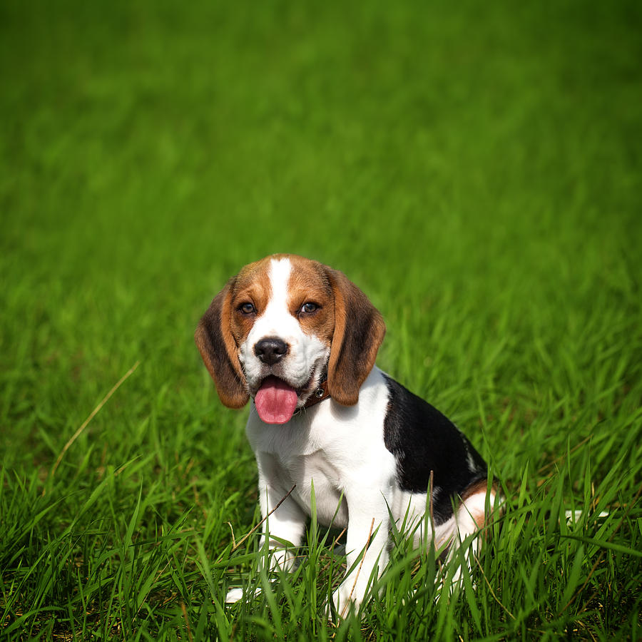 Beagle puppy sits on a green grass Photograph by Sankai