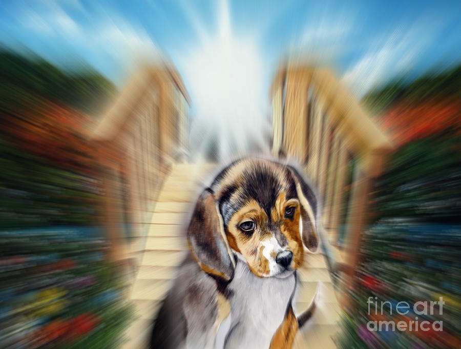 Beagle puppy, Walk wIth Me Over The Rainbow Bridge Mixed Media by Christopher Shellhammer