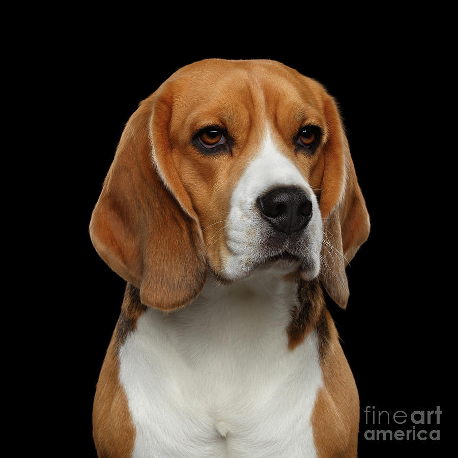 Animal Photograph - Beagle by Sergey Taran