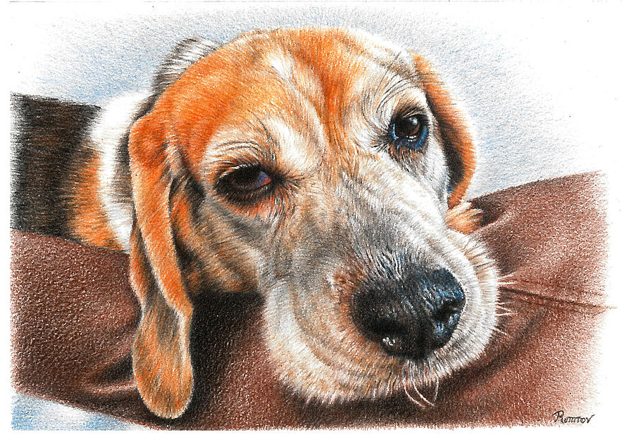 Beagle Love Drawing by Casey Remrov Vormer