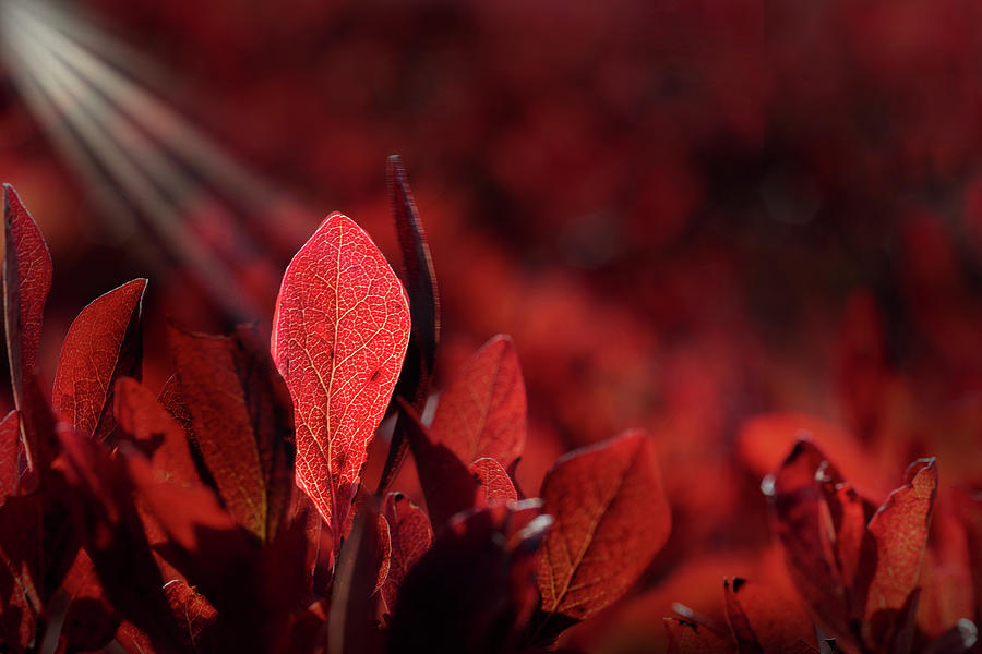 Beam of light backlighting a red leaf Photograph by Dan Friend