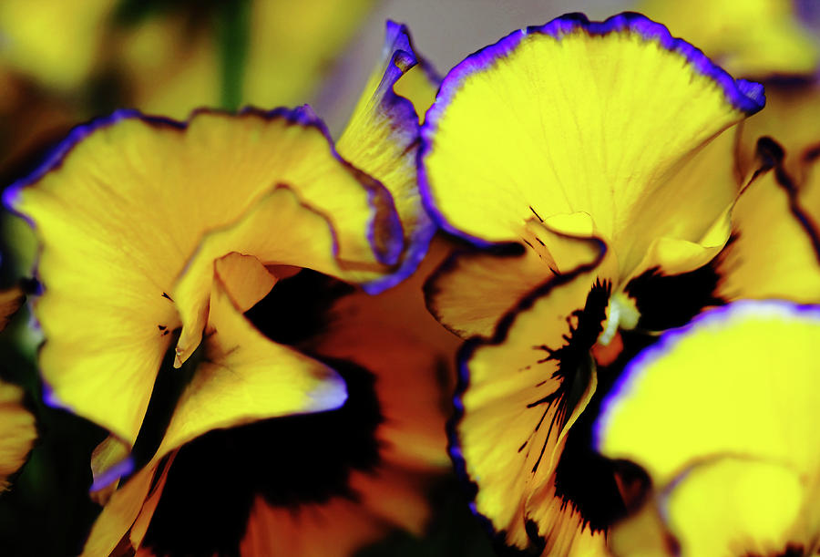 Abstract Photograph - Beaming Pansies by Debbie Oppermann