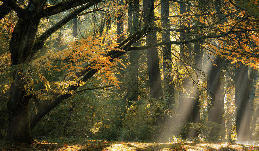 Fall Photograph - Beams of Forest Light by Don Schwartz