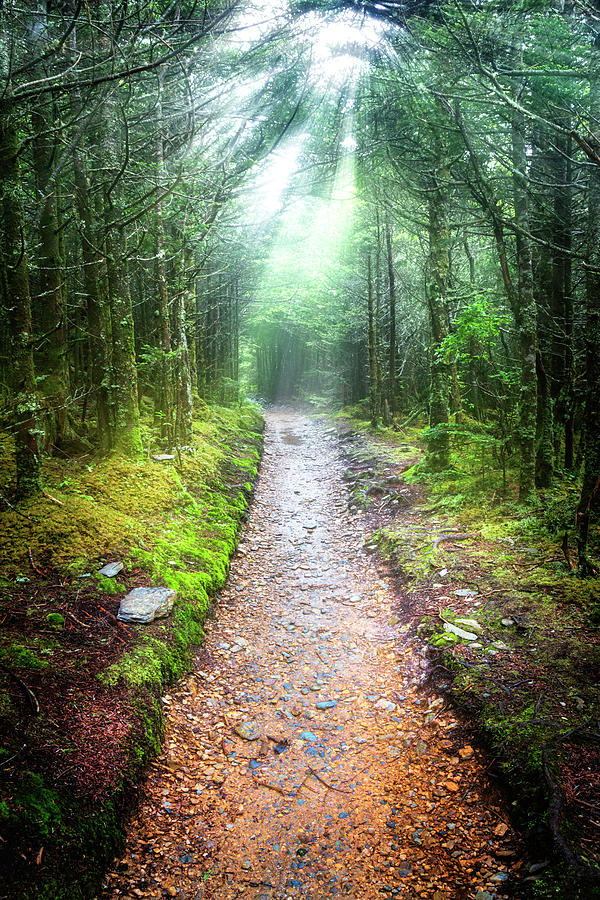 Beams of Light on the Appalachian Trail Photograph by Debra and Dave Vanderlaan