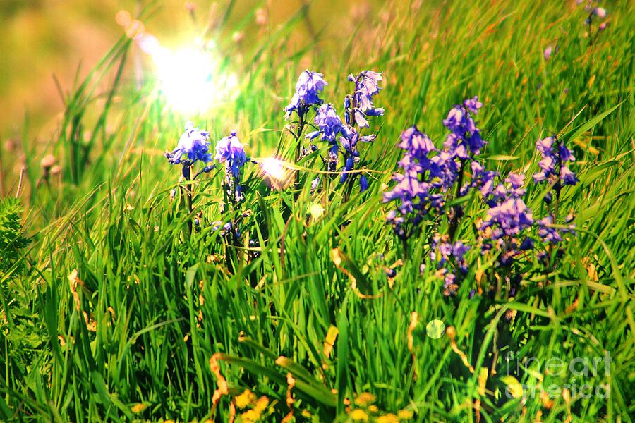 Beams On Bluebells Photograph by Kimberly Furey