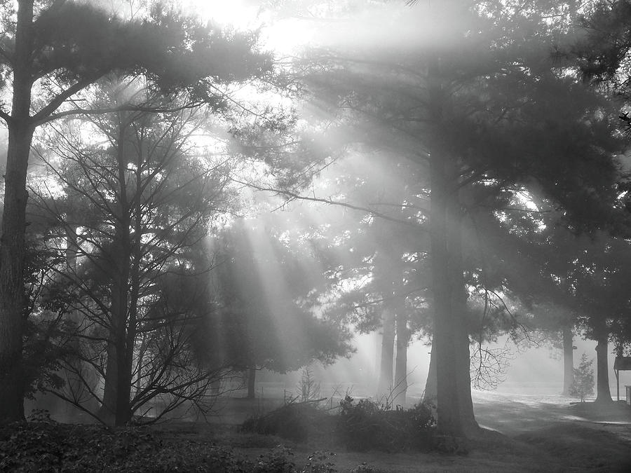 Beams Through the Trees Photograph by Mike McGlothlen