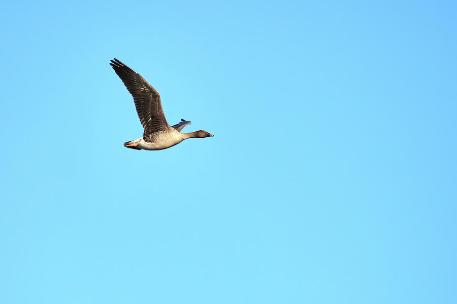 Bean goose flying Photograph by Jouko Lehto