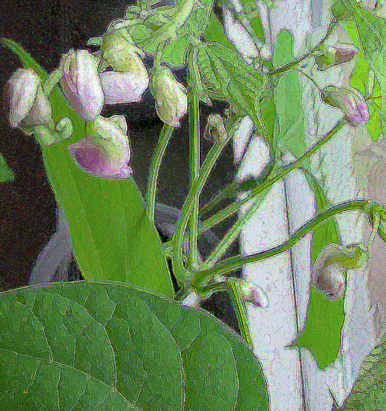 Bean Plant with Pink Flowers Photograph by Corinne Carroll