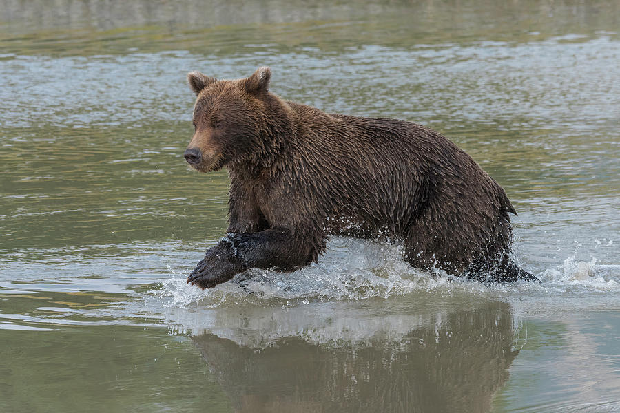 Salmon Photograph - Bear #24 by Ken Weber