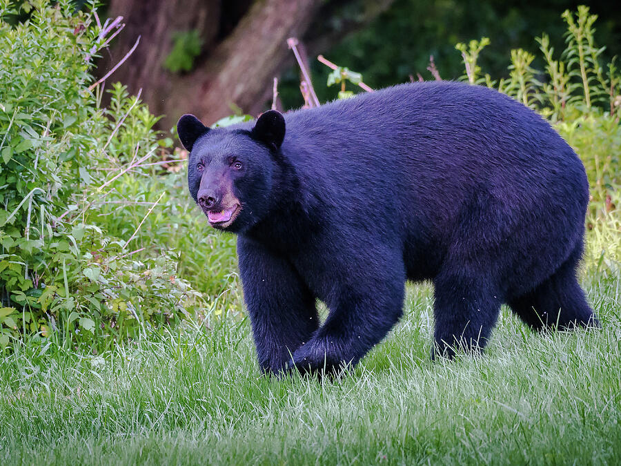 Wildlife Photograph - Bear 3 by J H Clery