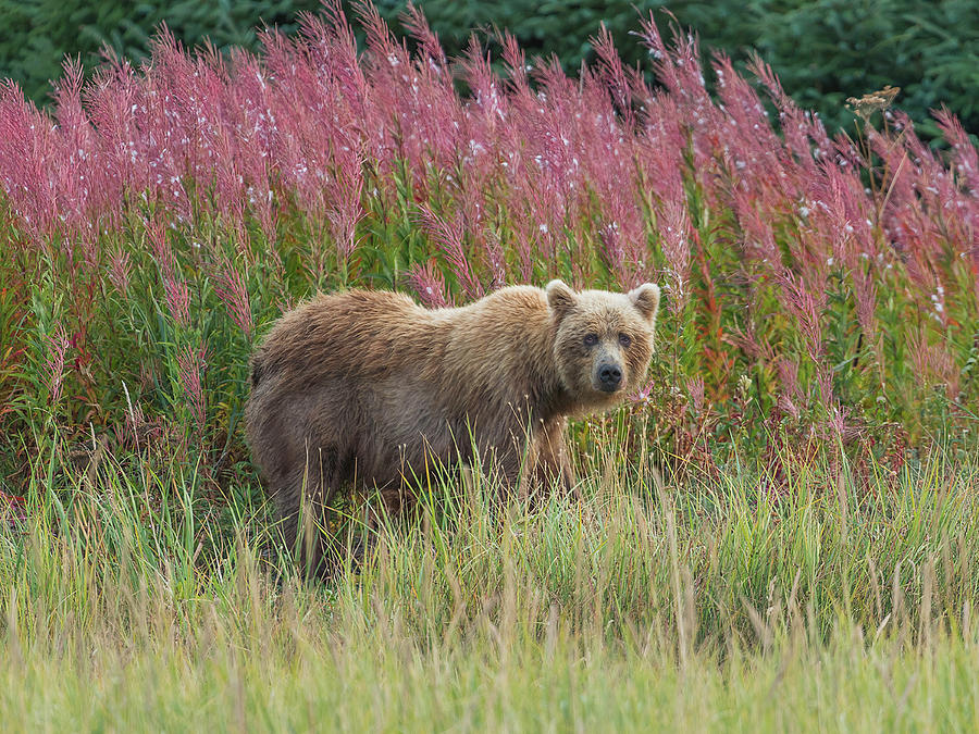 Bear #32 Photograph by Ken Weber