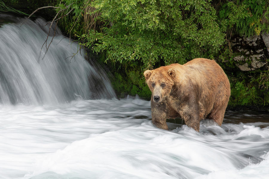 Bear Photograph - Bear #480 Otis at Brooks Falls in Alaska by Mark Kostich