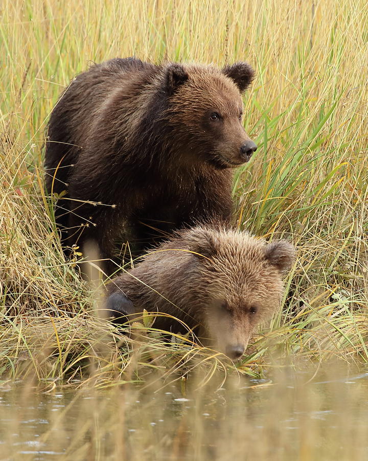 Bear and Blonde Cub Photograph by Coby Cooper