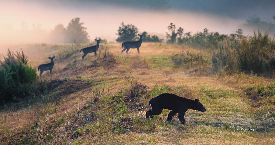 Bear and Three Deer #8547 Photograph by Dan Beauvais