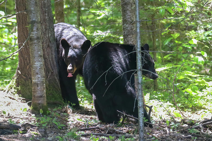 Bear Brawl 2 Photograph by Brook Burling