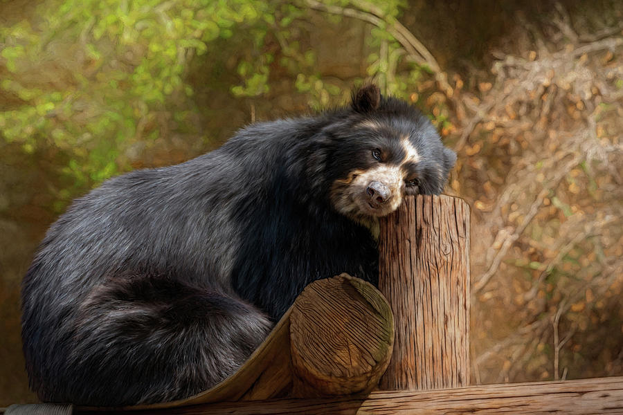 Bear Chillin On A Canopy Photograph by Terri Butler - Fine Art America