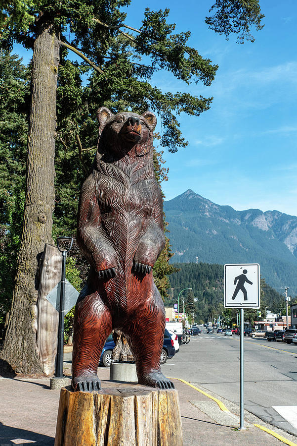 Bear Crossing on Wallace Street Photograph by Tom Cochran